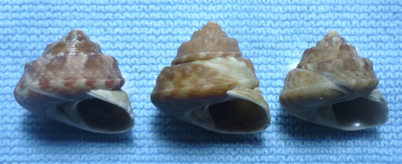 Gibbula magus